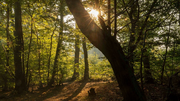 Summer sun shining through the woodland at Blakes Wood in Essex